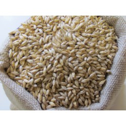 Malt d'orge grains Pilsen 2RP