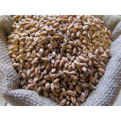 Malt de blé en grains