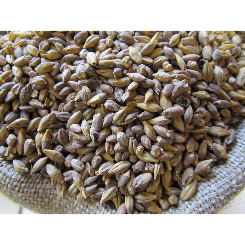 Malt grains d'orge Tourambré